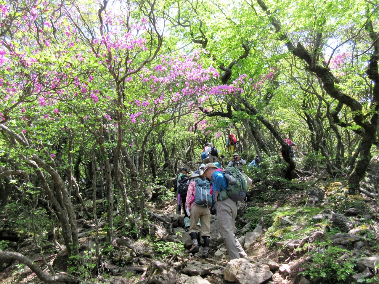 天城山ハイキング